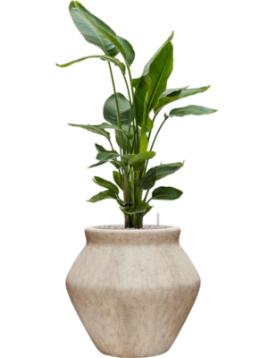 Strelitzia nicolai en Mineral