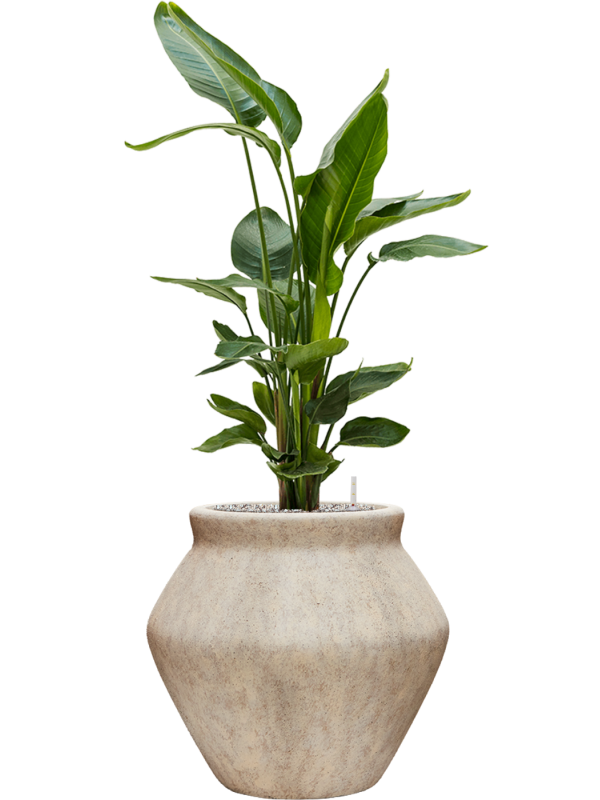 Strelitzia nicolai en Mineral, Pottery Pots