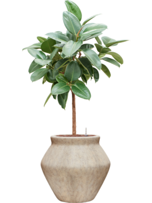 Ficus elastica 'Robusta' en Mineral