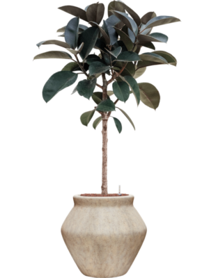 Ficus elastica 'Abidjan' en Mineral