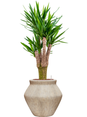 Yucca elephantipes en Mineral