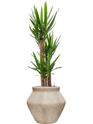 Yucca elephantipes en Mineral