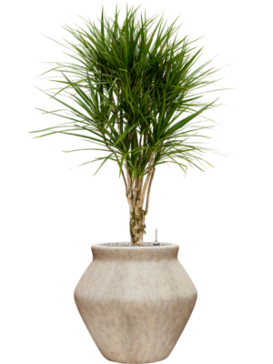 Dracaena marginata en Mineral