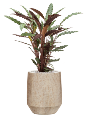 Calathea rufibarba 'Wavestar' en Mineral