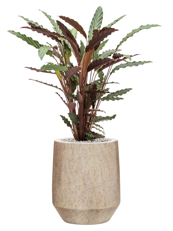 Calathea rufibarba 'Wavestar' en Mineral, Pottery Pots