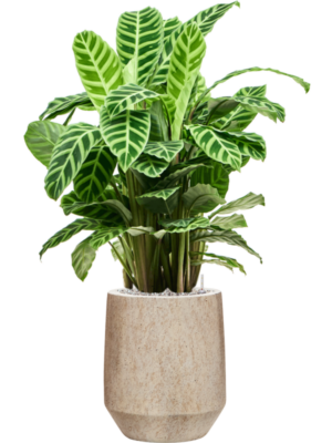 Calathea zebrina en Mineral