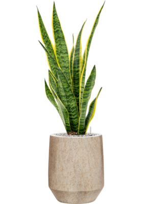 Sansevieria trifasciata 'Laurentii' en Mineral