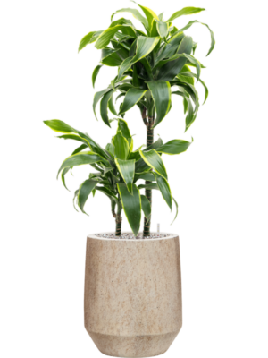 Dracaena fragrans 'Dorado' en Mineral