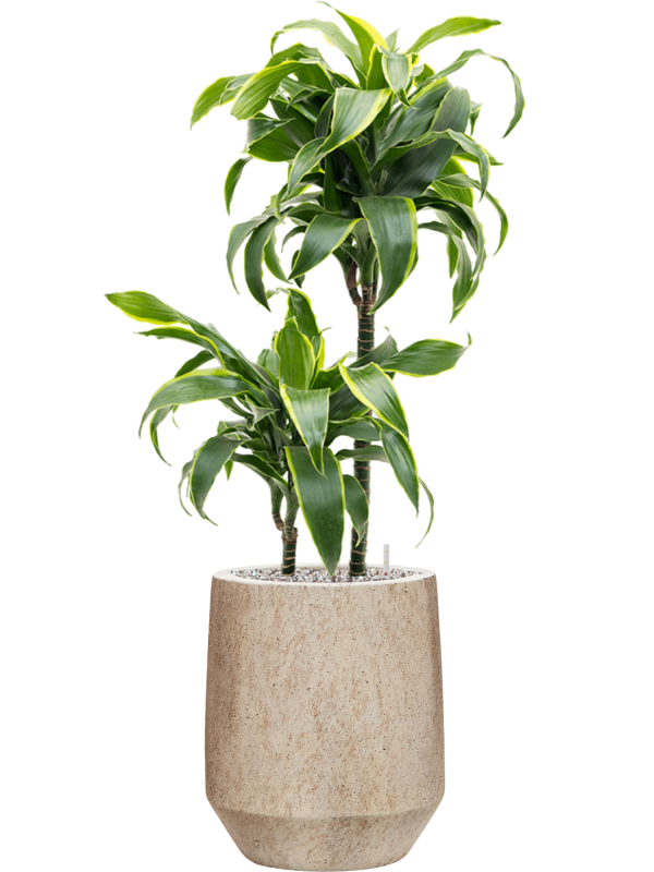 Dracaena fragrans 'Dorado' en Mineral, Pottery Pots