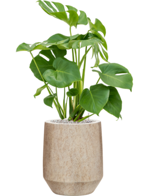 Monstera deliciosa en Mineral