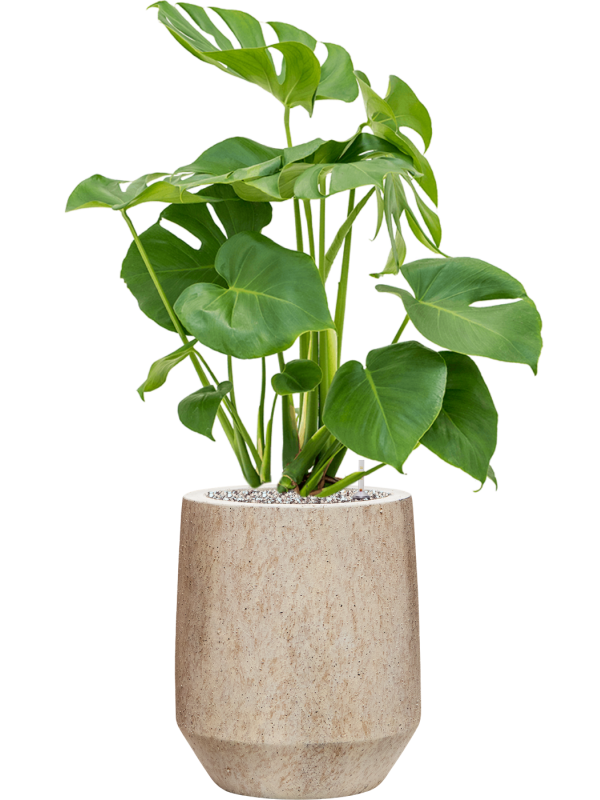Monstera deliciosa en Mineral, Pottery Pots