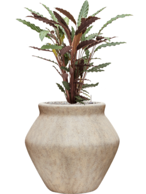 Calathea rufibarba 'Wavestar' en Mineral
