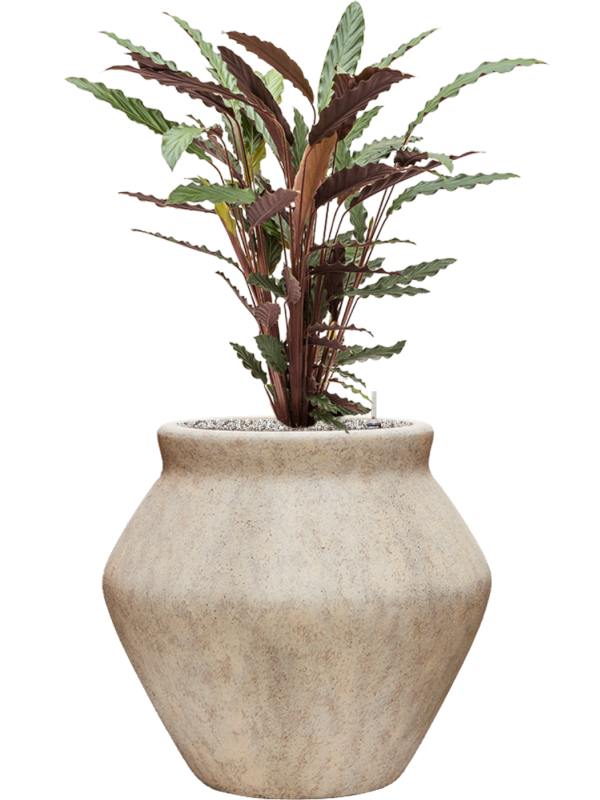 Calathea rufibarba 'Wavestar' en Mineral, Pottery Pots