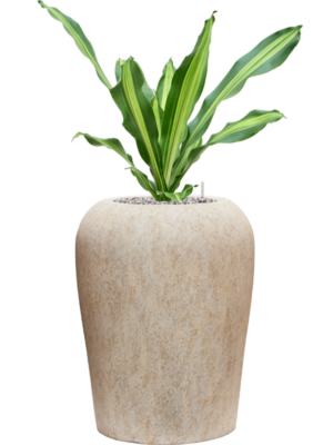 Dracaena fragrans 'Burley' en Mineral
