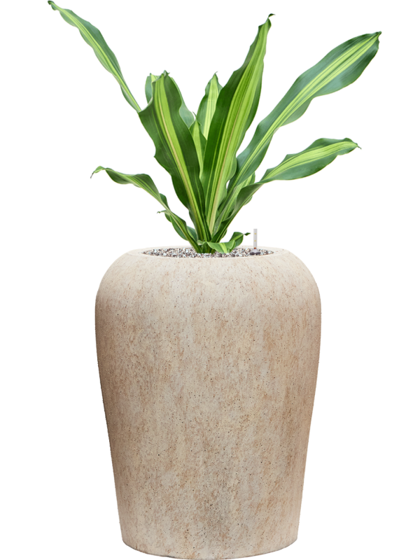 Dracaena fragrans 'Burley' en Mineral, Pottery Pots
