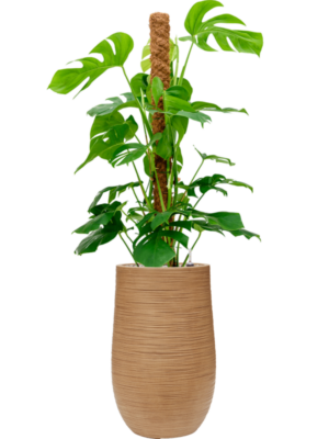 Monstera deliciosa en Baq Dune