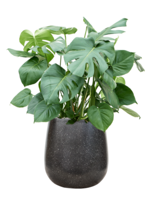 Monstera deliciosa en Baq Terrazzo