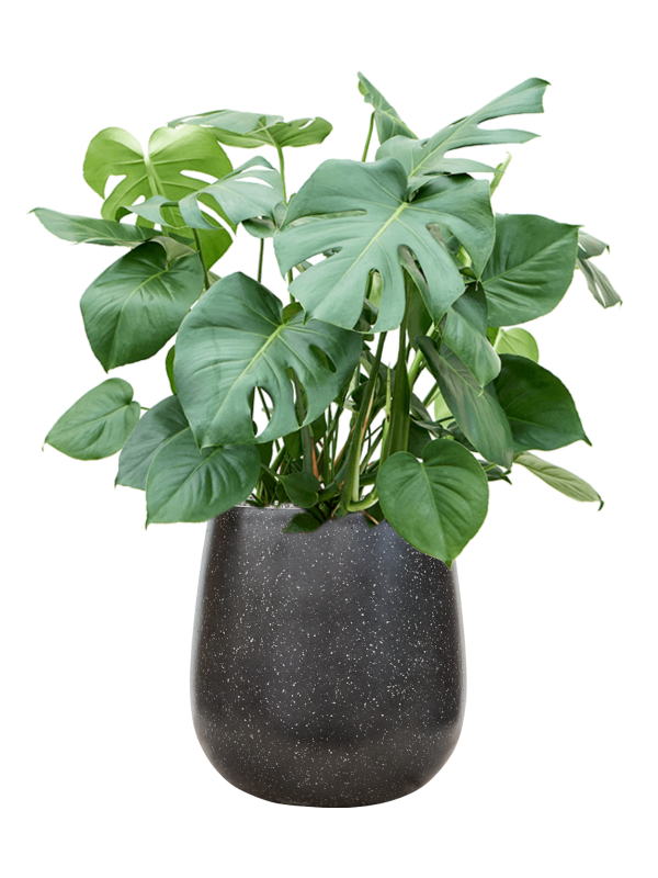 Monstera deliciosa en Baq Terrazzo