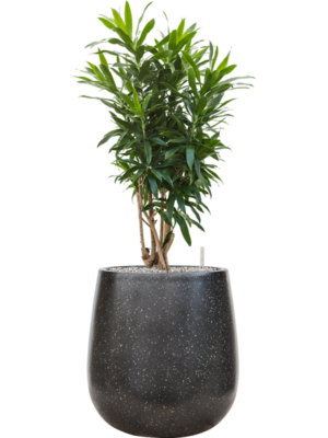 Pleomele (Dracaena) reflexa en Baq Terrazzo