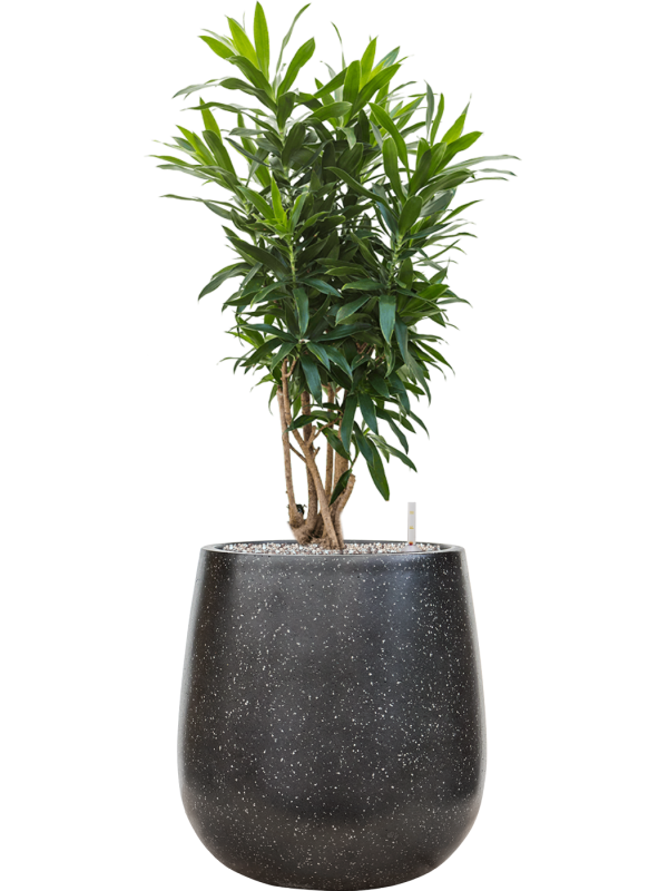 Pleomele (Dracaena) reflexa en Baq Terrazzo