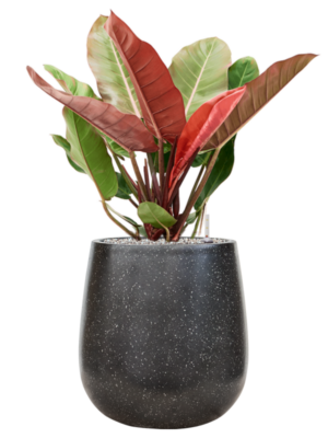 Philodendron 'Prince of Orange' en Baq Terrazzo