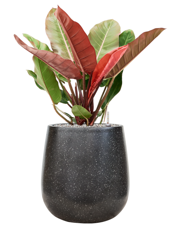 Philodendron 'Prince of Orange' en Baq Terrazzo