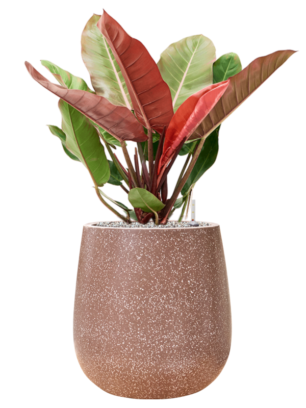 Philodendron 'Prince of Orange' en Baq Terrazzo