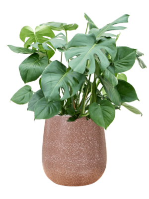 Monstera deliciosa en Baq Terrazzo