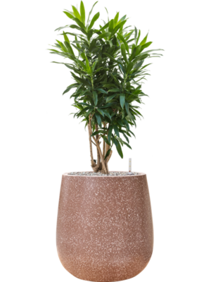 Pleomele (Dracaena) reflexa en Baq Terrazzo