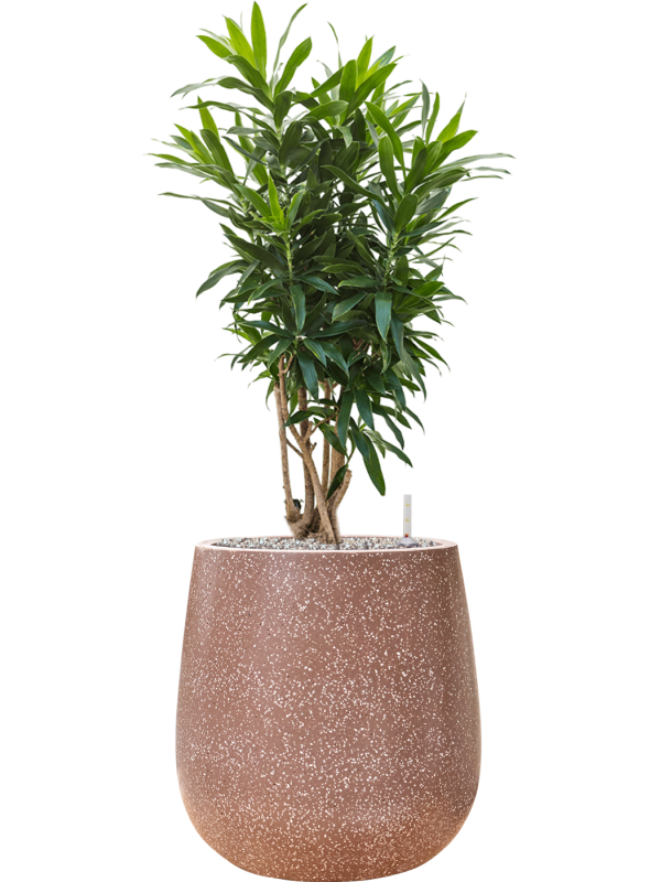 Pleomele (Dracaena) reflexa en Baq Terrazzo