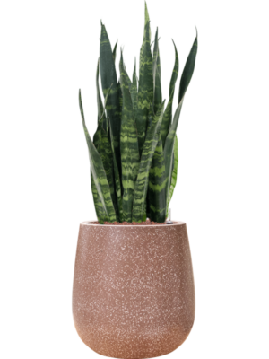 Sansevieria trifasciata 'Silver Mist' en Baq Terrazzo