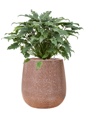 Philodendron 'Xanadu' en Baq Terrazzo