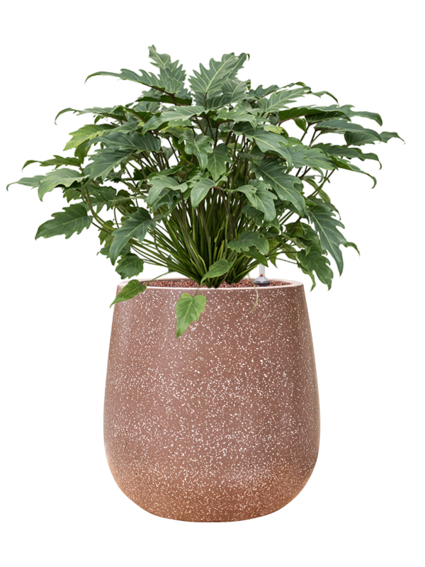 Philodendron 'Xanadu' en Baq Terrazzo