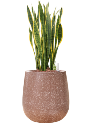 Sansevieria trifasciata 'Laurentii' en Baq Terrazzo