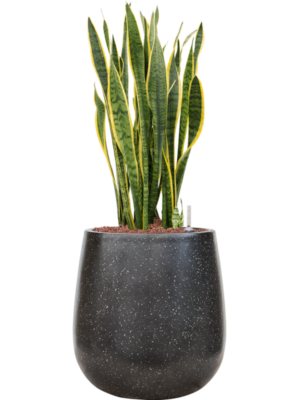 Sansevieria trifasciata 'Laurentii' en Baq Terrazzo