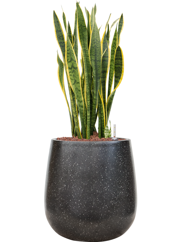 Sansevieria trifasciata 'Laurentii' en Baq Terrazzo