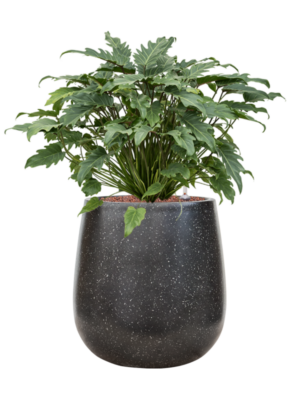 Philodendron 'Xanadu' en Baq Terrazzo