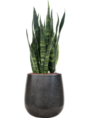 Sansevieria trifasciata 'Silver Mist' en Baq Terrazzo