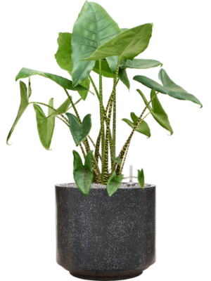 Alocasia zebrina en Baq Terrazzo