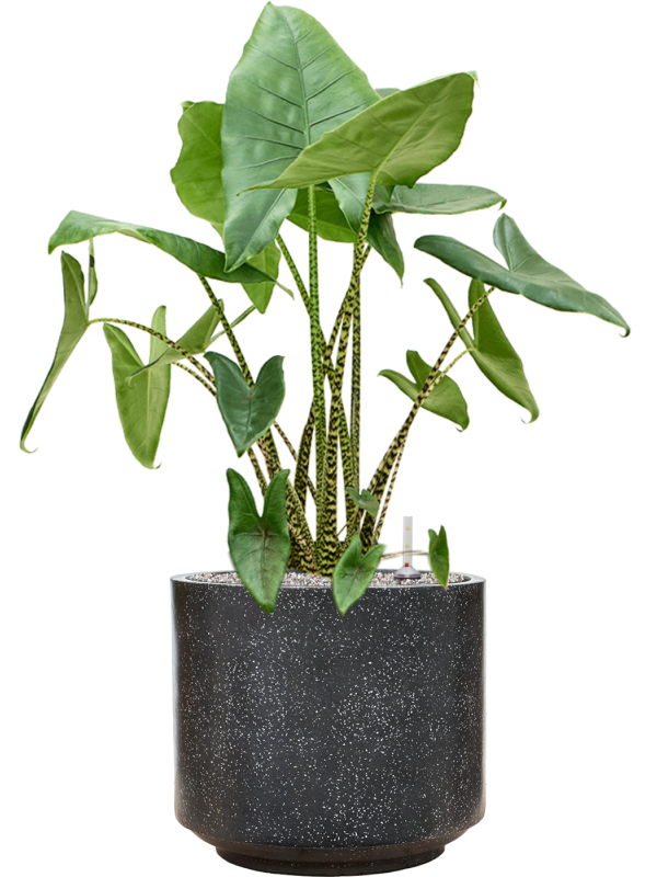 Alocasia zebrina en Baq Terrazzo