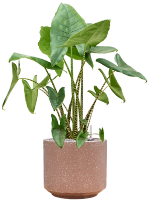 Alocasia zebrina en Baq Terrazzo