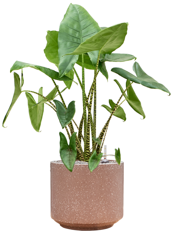 Alocasia zebrina en Baq Terrazzo