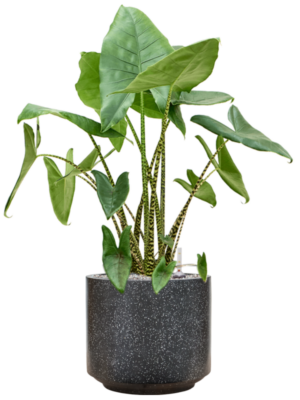Alocasia zebrina en Baq Terrazzo