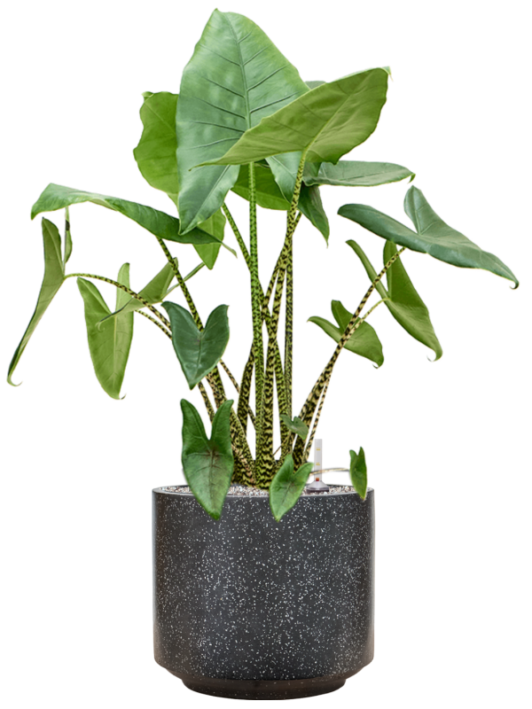 Alocasia zebrina en Baq Terrazzo