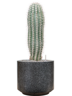 Pachycereus pringlei en Baq Terrazzo