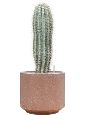Pachycereus pringlei en Baq Terrazzo
