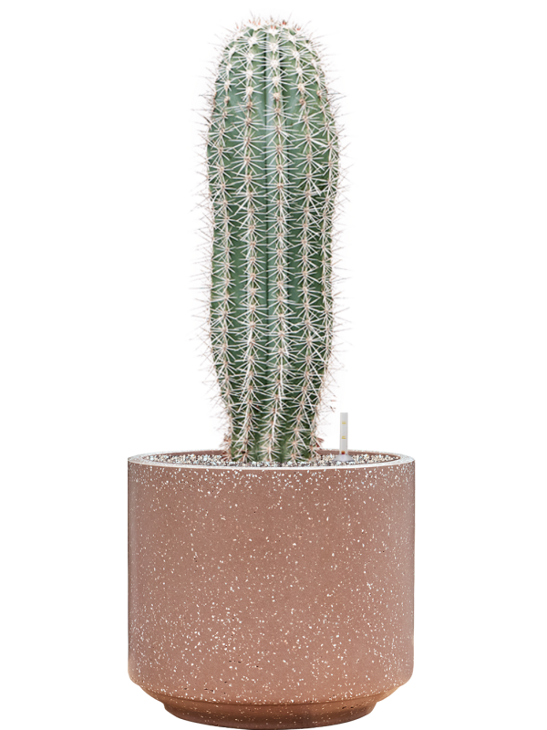 Pachycereus pringlei en Baq Terrazzo