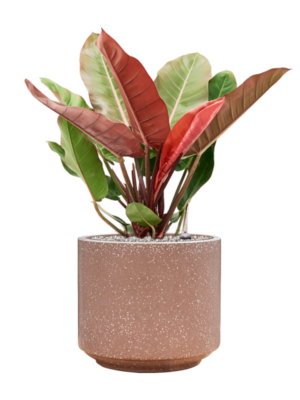 Philodendron 'Prince of Orange' en Baq Terrazzo