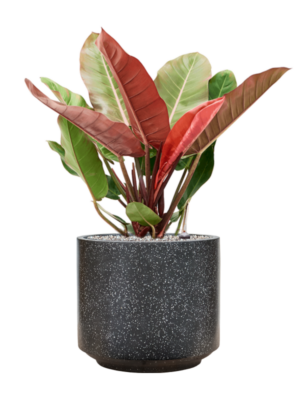 Philodendron 'Prince of Orange' en Baq Terrazzo