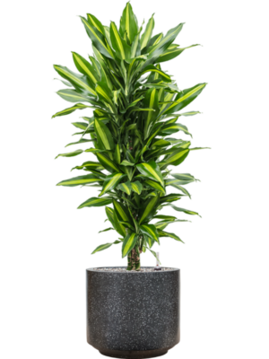 Dracaena fragrans 'Cintho' en Baq Terrazzo